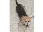 Adopt Misha a Cardigan Welsh Corgi, Mixed Breed