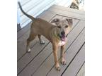 Adopt Trixie a Mixed Breed