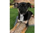 Adopt Matilda a Pug, Mixed Breed