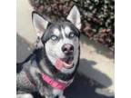 Adopt Inanna a Siberian Husky