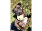 Adopt Kai a Pit Bull Terrier, Mixed Breed