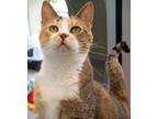 Adopt Bella a Domestic Short Hair