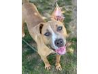 Adopt Apple a Pit Bull Terrier, Mixed Breed