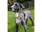 Adopt Lucy a Catahoula Leopard Dog