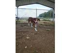 Adopt Medusa a Catahoula Leopard Dog, Pointer