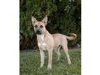 Adopt Annie a Shepherd
