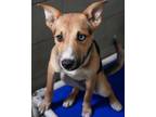 Adopt Fairy (2) a Shepherd, Siberian Husky