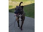 Adopt Eva a Staffordshire Bull Terrier, Mixed Breed