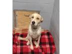 Adopt Sage a Labrador Retriever