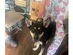 Adopt Darcy a Australian Kelpie, Mixed Breed