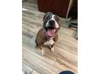 Adopt Mz Thang a Boxer, Pit Bull Terrier