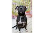 Adopt Bella a Pit Bull Terrier