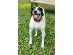 Adopt Zolivia a Pointer