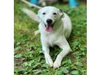 Adopt Lexi a Australian Shepherd, Terrier