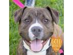 Adopt Truffle a Pit Bull Terrier, Mixed Breed