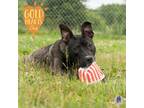 Adopt Marcy a Pit Bull Terrier, Mixed Breed
