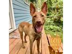 Adopt Cleopatra a Pharaoh Hound, Mixed Breed