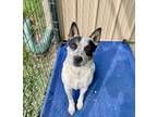 Adopt Bindie a Australian Cattle Dog / Blue Heeler