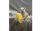 Adopt Becca a Terrier, Shih Tzu