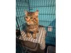 Adopt Ernie a Domestic Long Hair