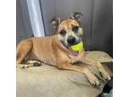 Adopt Geraldine--In Foster a Pit Bull Terrier