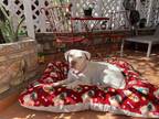 Adopt Perla a White American Pit Bull Terrier / Mixed dog in Calexico