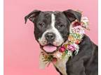 Adopt Cookie a Pit Bull Terrier, Mixed Breed