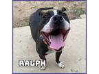 Adopt Ralph a Brown/Chocolate - with White Staffordshire Bull Terrier / Mixed