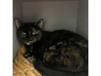 Adopt Tinky a Domestic Short Hair