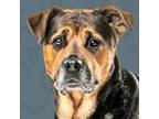 Adopt Beauty a Rottweiler