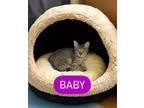 Adopt Baby a Domestic Short Hair