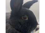 Adopt Yumi a Havana