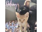 Adopt Oolong a Domestic Short Hair