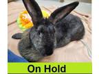 Adopt Pixie a Flemish Giant, Bunny Rabbit