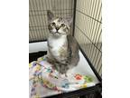 Adopt Bibi a Domestic Short Hair