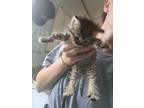 Adopt Tick a Domestic Short Hair