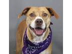 Adopt Dolphin a Pit Bull Terrier