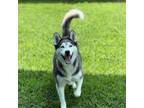 Adopt Eliza a Husky
