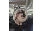 Adopt Speckles a American