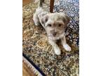 Adopt Lavender a Shih Tzu, Mixed Breed