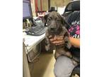 Adopt Butters a Dachshund, Mixed Breed