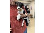 Adopt Sophie a Rat Terrier, Mixed Breed