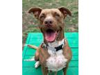 Adopt Miss Coco a American Staffordshire Terrier, Mixed Breed