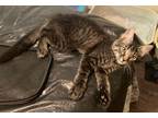 Adopt Bella a Tabby