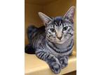 Adopt Mia a Tabby