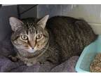 Adopt *Tigger* a Domestic Short Hair