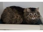 Adopt Fluffy a Domestic Long Hair