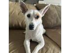 Adopt Bella a Jack Russell Terrier