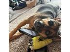 Adopt Pepper a Beagle