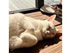 Adopt Kevzilla a Domestic Short Hair